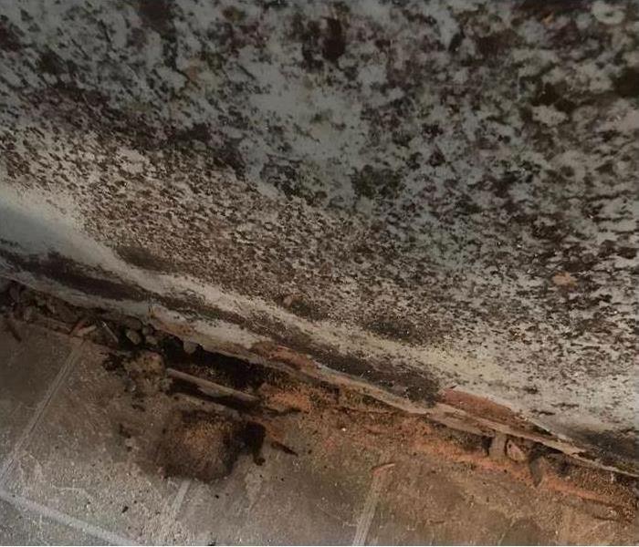 mold damage in local New Jersey home